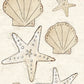 CCO 472 Card Cut Out #472 Sea Shells