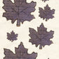 CCO 707 Card Cut Out #707 Maple Leaf Sugar Plum