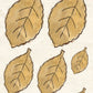 CCO 711 Card Cut Out #711 Autum Leaf Cream