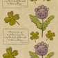 CCO137 - Card Cut Out #137 - Vintage Irish Luck