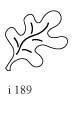 i189 - Oak Leaf